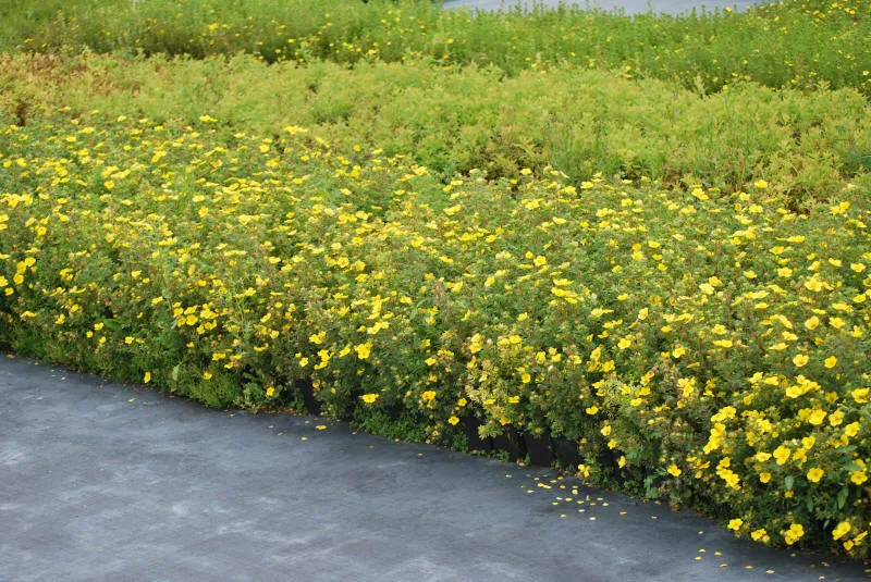 묘목 31