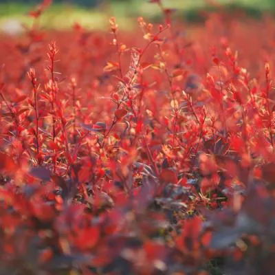 Berberis thunbergii Dart’s Red Lady 묘목