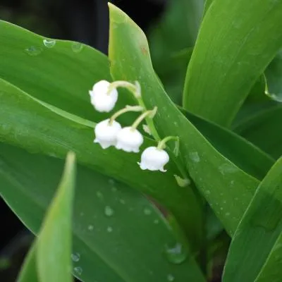 Convallaria majalis 묘목