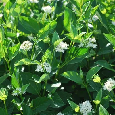 Cornus sericea Flaviramea 묘목