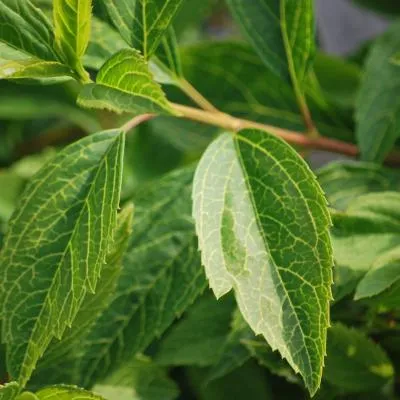 Forsythia viridissima Kumson 묘목