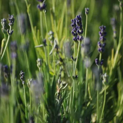 Lavandula angustifolia Hidcote 묘목
